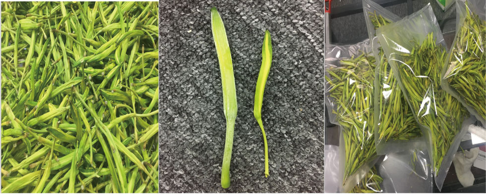 微波真空低温干燥的黄花菜